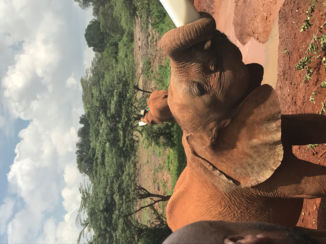 Nairobi - Baby olifanten weeshuis Nairobi