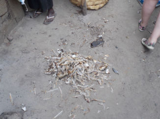 Tanji Vissersdorp - visresten op de grond