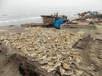 Tanji Vissersdorp - vis ligt te drogen met zout erop