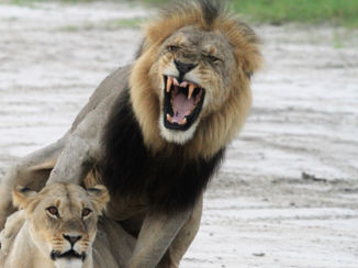 Botswana - Lente gevoel.