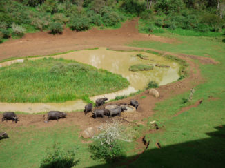 Kenia - buffels bij de poel Serena Mountain lodge