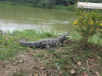 Ghana - Alligator park