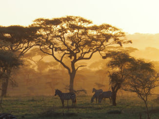 Tanzania - sunset in de Serengeti