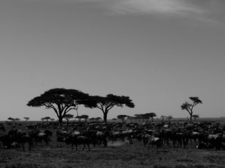 Tanzania - Best veel gnoes