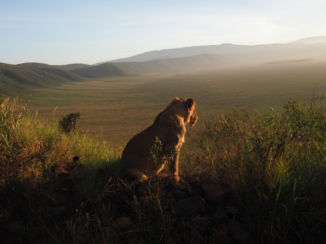 Tanzania - Watching over my kingdom, the Ngorongoro