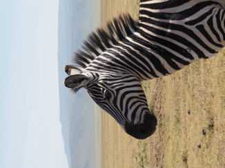 Tanzania - Zebra in de Ngorongoro