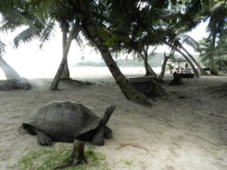Seychellen - Petting turtles in natural habitat