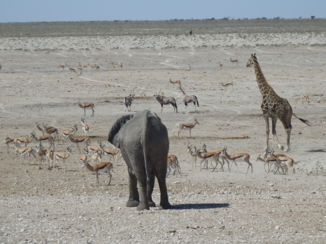 Namibië - Etosha
