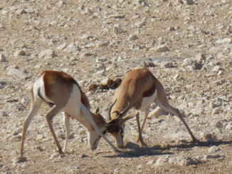 Namibië - Etosha