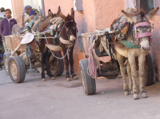 Marokko - Marrakech ezels