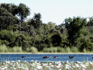 Okavango Delta