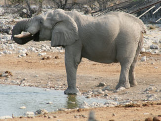 Etosha National Park