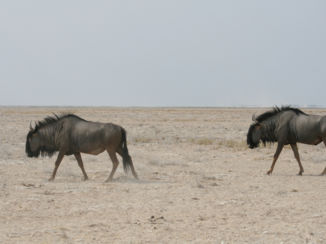 Etosha National Park