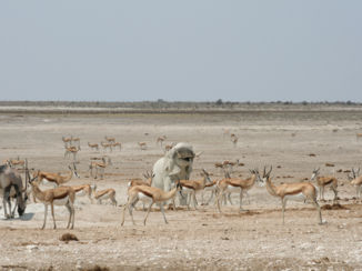 Etosha National Park