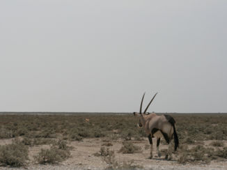 Etosha National Park