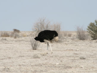 Etosha National Park
