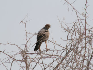 Etosha National Park