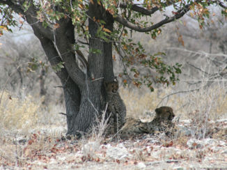 Etosha National Park