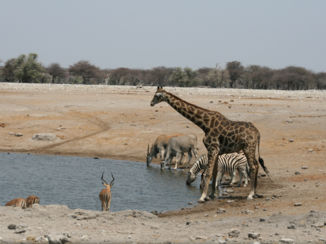 Etosha National Park