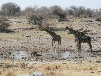 Etosha National Park