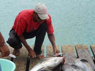 Sal - Fileer die vis