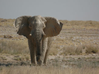 Etosha National Park - Big boy