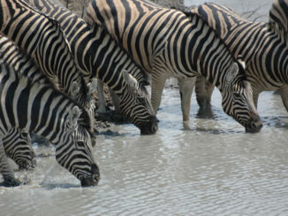 Etosha National Park