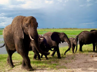 Chobe National Park - Family fun
