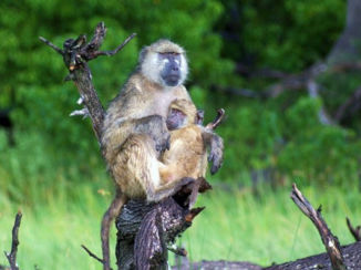 Chobe National Park - Moremi National Park