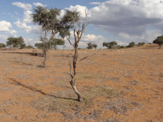 Namibië - Kalahari woestijn