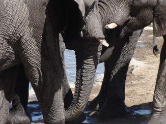 Namibië - Etosha park