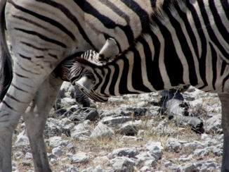 Namibië - Streepjes