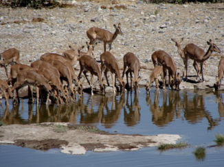 Namibië - Bambi's