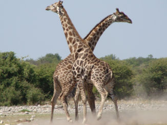 Namibië - In gevecht