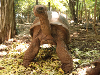 Stone Town Zanzibar - Landschildpad op prison island