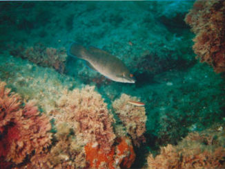 Rode Zee - Als een vis in het water