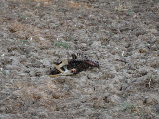 South Luangwa National Park