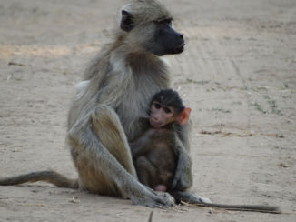 South Luangwa National Park