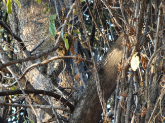 South Luangwa National Park - Zoek het luipaardjong!