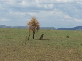 Serengeti National Park - The lone cheetah
