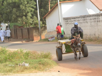 Gambia - vervoer per ezel en wagen