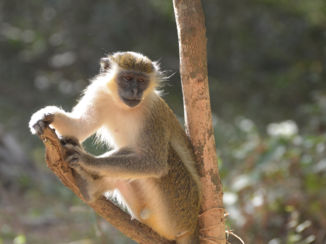 Gambia - het monkeypark