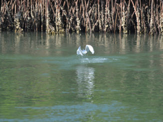 Gambia - The Gambia, het vogelland bij uitstek