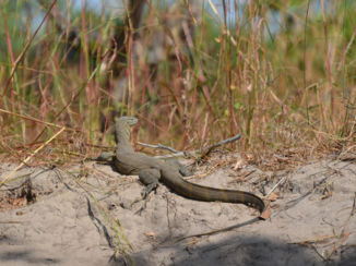 Gambia - toch wel een metertje of 2!!