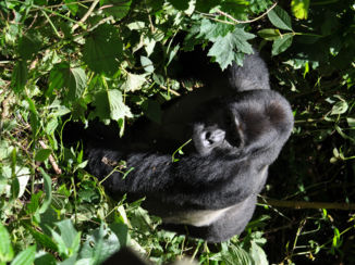 Oeganda - Zeg wat wil jij allemaal hier!!!