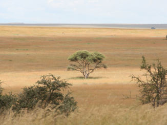 Tanzania - Stralend middelpuntje