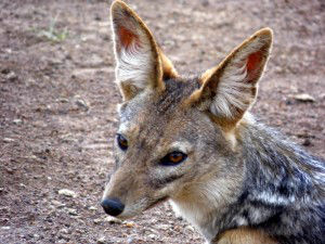 Nairobi - Weer een toerist in 'mijn' park