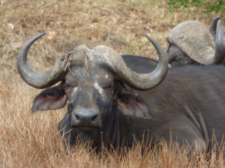 Nairobi - Tis warm, even liggen..