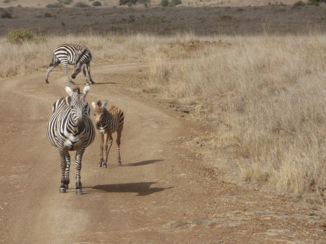 Nairobi - Wildlife heeft altijd voorrang