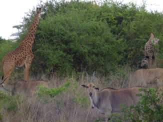 Nairobi - WIj kunnen nog bij de groeneste blaadjes
